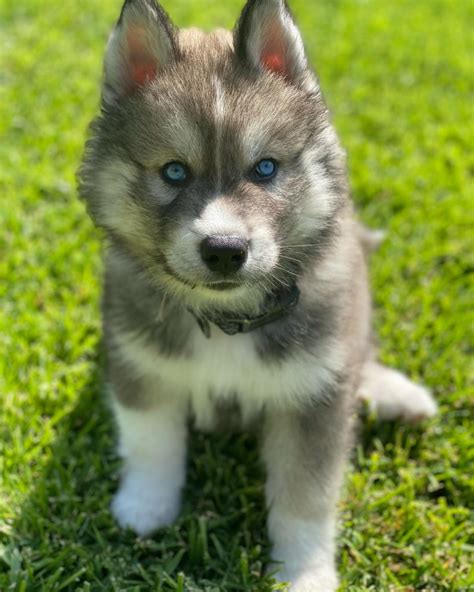 Siberian Husky Wolf Mix Puppies