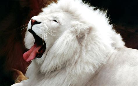 indian lion and african lion and white loin best size hd wallpapers ...