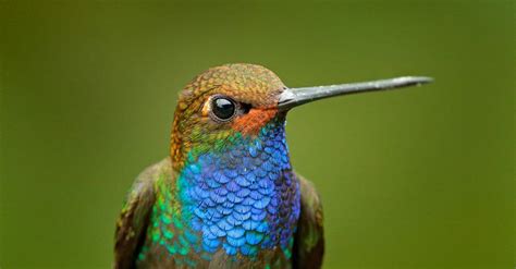 Hummingbird - A-Z Animals