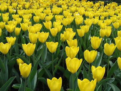 Nasi Lemak Lover: Tulip, Keukenhof Gardens in the Netherlands, Part 2