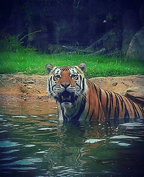 LSU's mascot, Mike VI | Lsu mascot, Animals wild, Lsu tigers