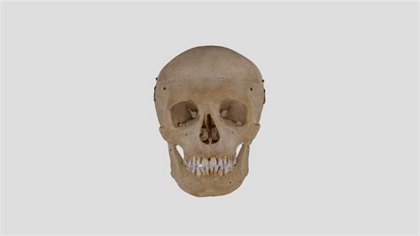 Human skull B3R7 - Download Free 3D model by SusanElaineJones [06d6ec1] - Sketchfab