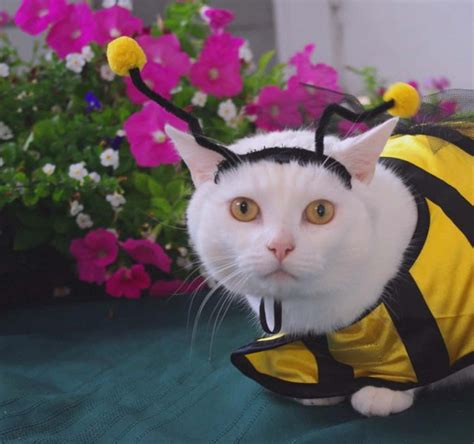 20 Of The Funniest Cats In Costumes