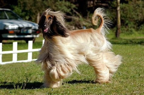 7 Afghan Hound Temperament Traits: Learn Before You Buy (Puppies, Price, etc)