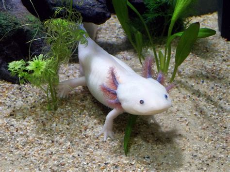 40 Axolotl Facts About These Adorable Amphibians - Facts.net