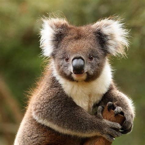 love Australian Fauna, Australian Wildlife, Australian Animals, Baby ...