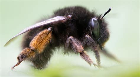 Types of Bees in Pennsylvania, New Jersey and Delaware