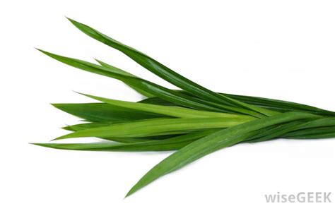 pandanus leaf / ใบเตย | วอลเปเปอร์, การถ่ายภาพ, ป้าย