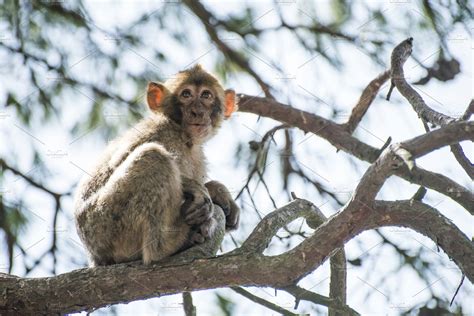 Baby monkey on a tree featuring monkey, baby, and monkeys | Animal ...