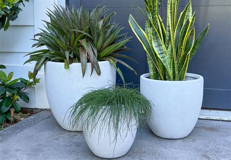 Make a statement: Best extra large pots for indoor & outdoor plants ...