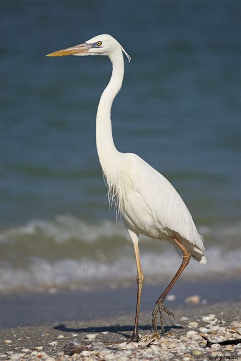 Great White Heron Page