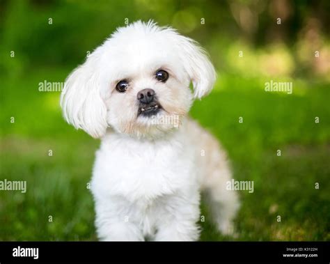 A small fluffy white mixed breed dog outdoors Stock Photo - Alamy