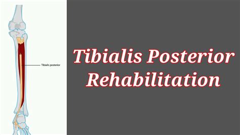 Tibialis Posterior Muscle Rehabilitation || stretching & Strengthening of tibialis Posterior ...