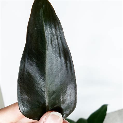 My favorite plant gave me this stunning black leaf! : r/houseplants