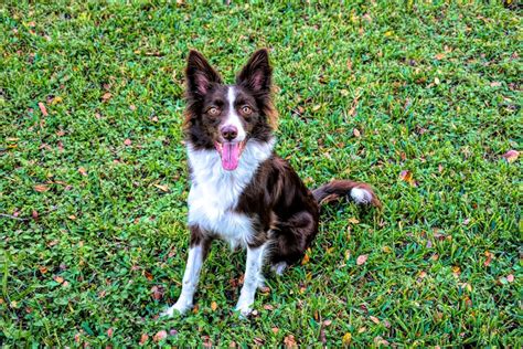 About The Breed: Border Collie Highland Canine Training | lupon.gov.ph