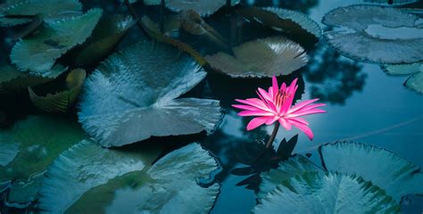 Beautiful pink lotus flower in pond.Pink Lotus Flower background Lily Floating On The Water ...