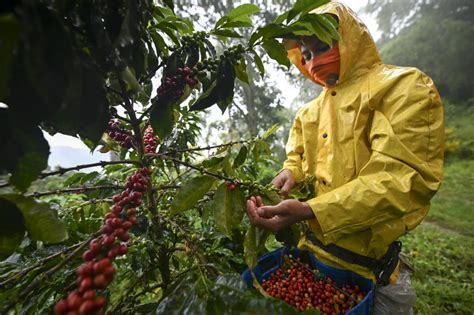 Coffee Prices Rise as Bad Harvests Squeeze Supply: Reports