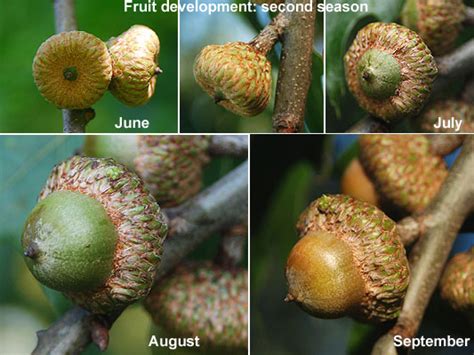 Quercus rubra | Landscape Plants | Oregon State University