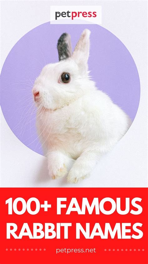 100+ Famous Rabbit Names and Characters: Naming Your Pet Bunny