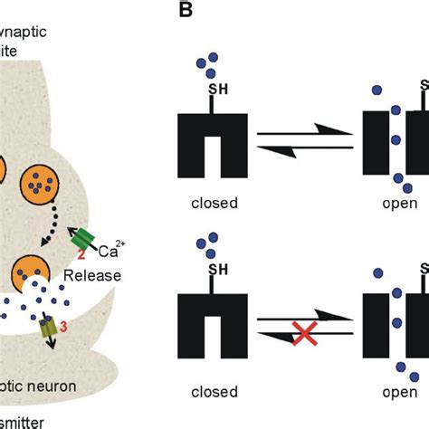 Schematic representation of the molecular mechanism of the ...