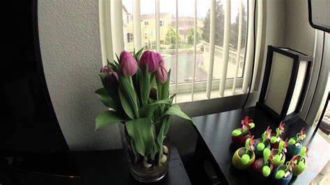 Tulips Time Lapse - YouTube