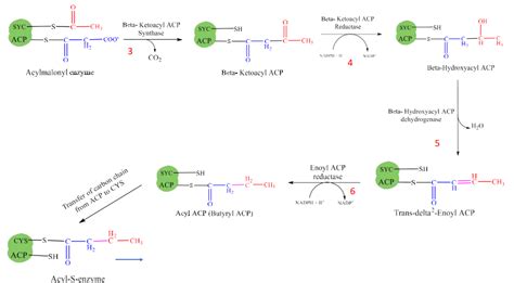 De Novo Synthesis Of Fatty Acids (Palmitic Acid).