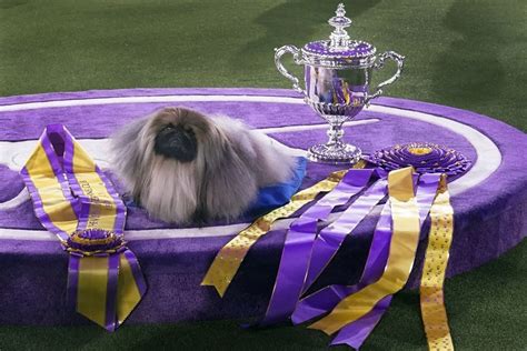 Photos From the 2021 Westminster Dog Show - The Atlantic