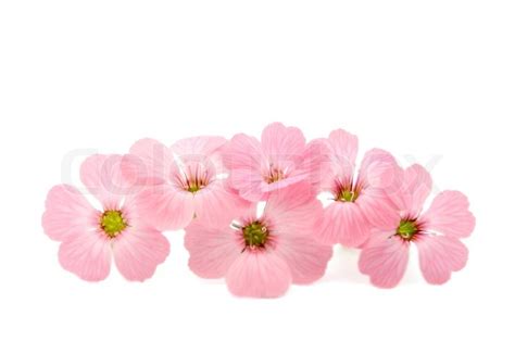 Pink Flower White Background - WallpaperSafari