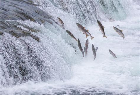 Peixes migratórios - Biologia - InfoEscola