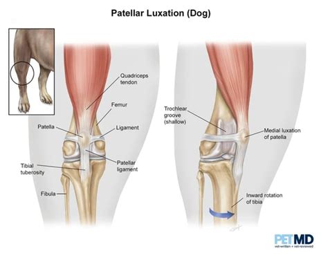 Medial Luxating Patella in Dogs [Types, Grades, Treatment & Prevention]