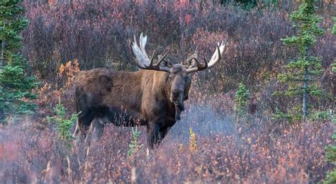 alaska moose draw results - theartofstreetphotographymagnumreview