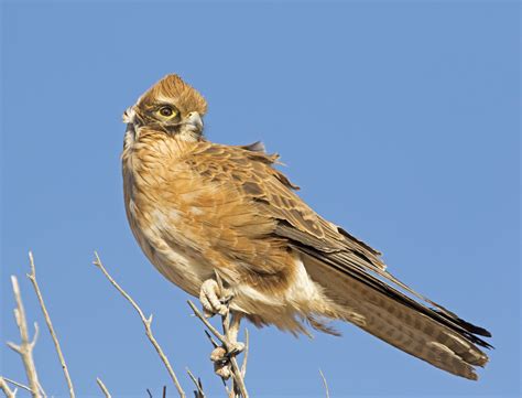 Photos of Australian Birds of Prey, Raptors in the wild in Australia