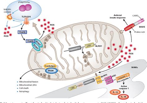 Figure 3 from Mitochondria in innate immunity. | Semantic Scholar