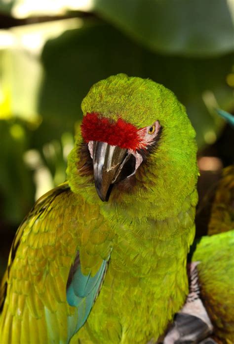 Parrot Jungle Island 1 by iCorzo on deviantART | Jungle photography, Parrot, Animal photography