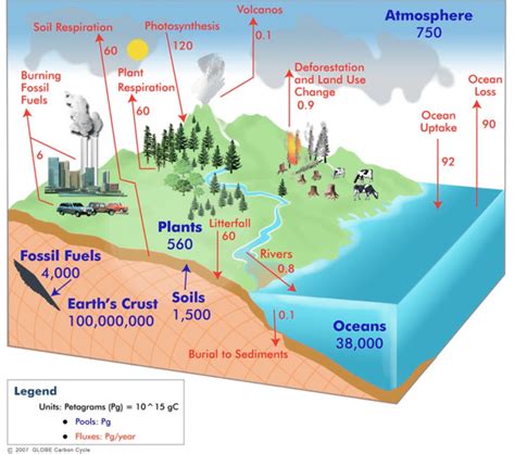 1. The global carbon cycle. Carbon pools are in Pg C and carbon fluxes ...