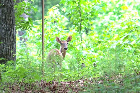 Free Fun Things to Do at Piedmont National Wildlife Refuge | Explore ...