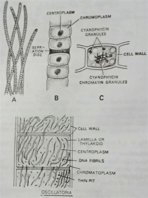 Oscillatoria Diagram