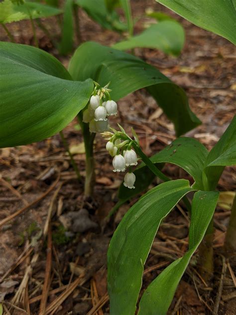 A North American Lily-of-the-Valley? — In Defense of Plants