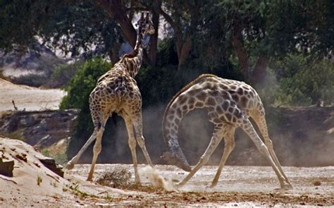 'Africa': Fighting Giraffes Stun Viewers In David Attenborough's New BBC1 Series (PICTURES ...