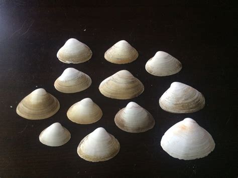 Bunch of Quahog Shells Shells Seashells Quahogs Quahog - Etsy