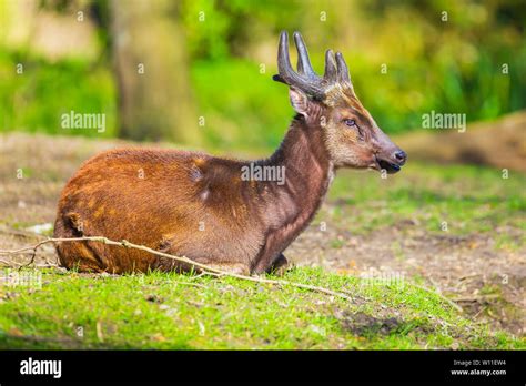 Visayan spotted deer (Rusa alfredi), also known as the Philippine spotted deer or Prince Alfred ...