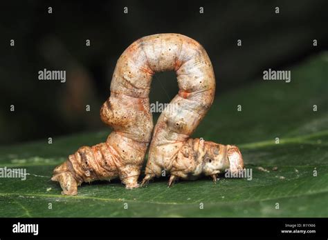 Scorched Wing moth caterpillar (Plagodis dolabraria) on oak leaf ...