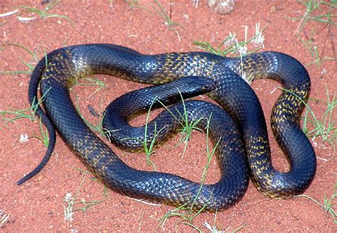 Gwardar or Western Brown Snake. Dark banded form -captive bred ...