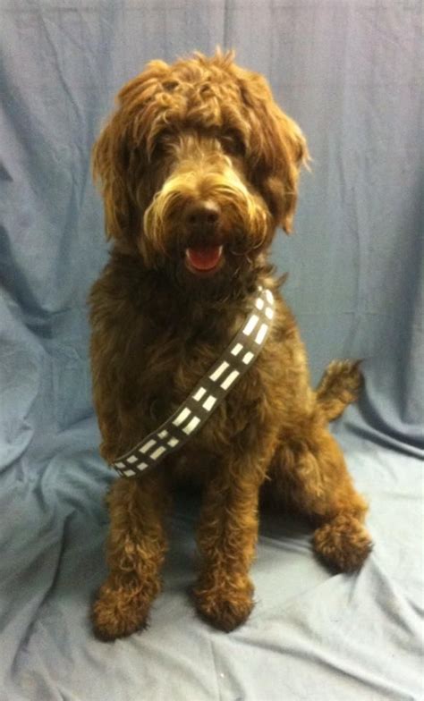 Quick and easy Chewbacca dog costume. | Diy dog costumes, Dog costumes ...