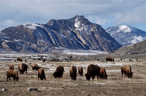 Rick Lamplugh: A Day in the Yellowstone Bison Migration: A Photo Essay