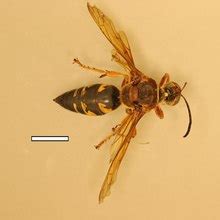 Sphecius speciosus - Wikipedia