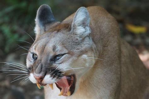 Are Mountain Lions Dangerous? (Do They Hunt People & Pets?)