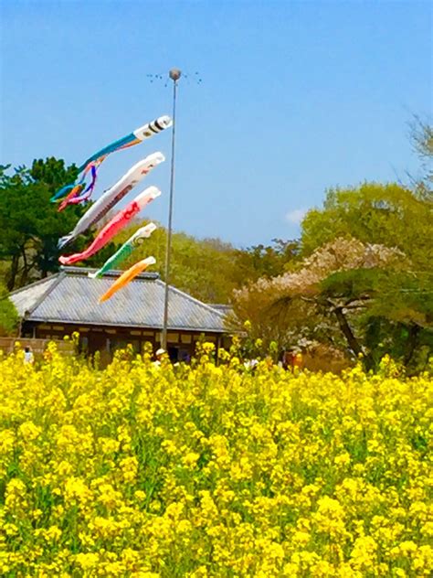 - Hitachi Seaside Park - 鯉のぼり Ibaraki Prefecture, Japan Hitachi Seaside Park, Ibaraki, Chroma ...