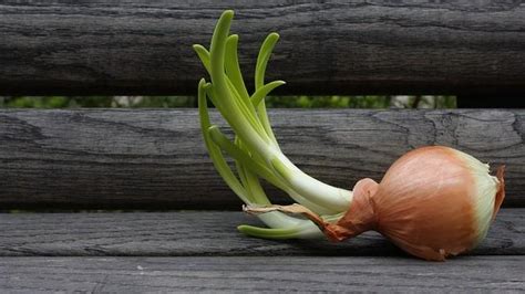 How to Grow Onions Vertically On The Windowsill