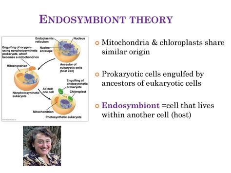 Lysosomes Structure: membrane sac of digestive enzymes - ppt download